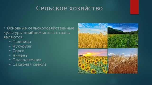 Сельское хозяйство Основные сельскохозяйственные культуры прибрежья юга страны являются: Пшеница Кукуруза Сорго Ячмень Подсолнечник Сахарная свекла Пшеница Кукуруза Сорго Ячмень Подсолнечник Сахарная свекла 