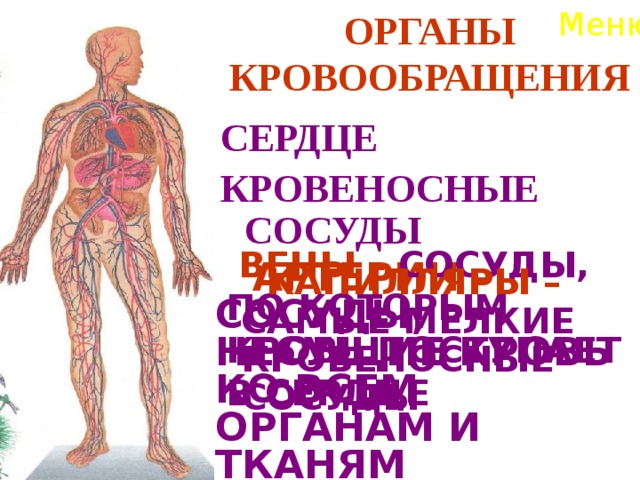 Меню ОРГАНЫ КРОВООБРАЩЕНИЯ СЕРДЦЕ КРОВЕНОСНЫЕ СОСУДЫ  ВЕНЫ – СОСУДЫ, ПО КОТОРЫМ КРОВЬ ПОСТУПАЕТ В СЕРДЦЕ   АРТЕРИИ – СОСУДЫ, НЕСУЩИЕ КРОВЬ КО ВСЕМ ОРГАНАМ И ТКАНЯМ  КАПИЛЛЯРЫ – САМЫЕ МЕЛКИЕ КРОВЕНОСНЫЕ СОСУДЫ  