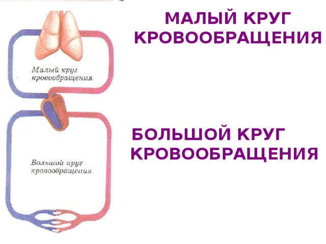МАЛЫЙ КРУГ КРОВООБРАЩЕНИЯ  БОЛЬШОЙ КРУГ КРОВООБРАЩЕНИЯ 