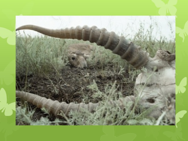 Лежащие рога  