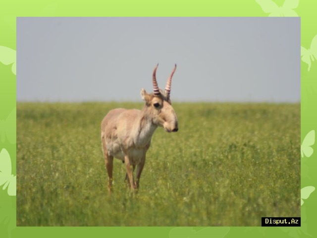 Заповедники  