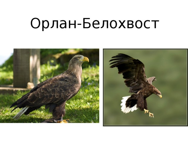 Орлан-Белохвост 