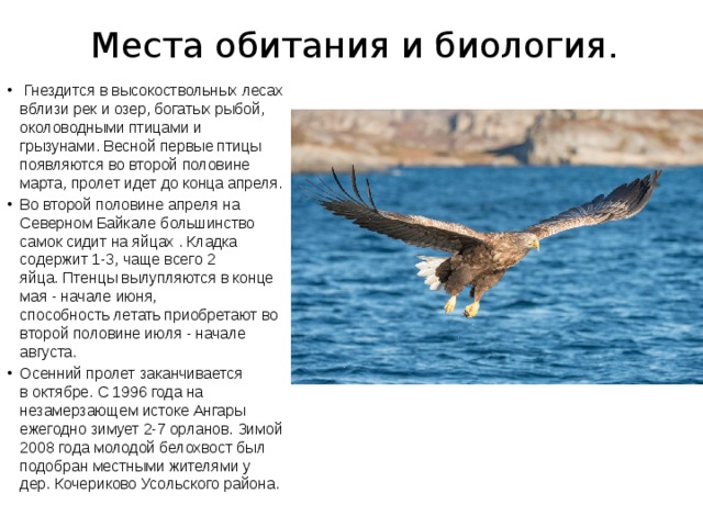 Места обитания и биология.   Гнездится в высокоствольных лесах вблизи рек и озер, богатых рыбой, околоводными птицами и грызунами. Весной первые птицы появляются во второй половине марта, пролет идет до конца апреля. Во второй половине апреля на Северном Байкале большинство самок сидит на яйцах . Кладка содержит 1-3, чаще всего 2 яйца. Птенцы вылупляются в конце мая - начале июня, способность летать приобретают во второй половине июля - начале августа. Осенний пролет заканчивается в октябре. С 1996 года на незамерзающем истоке Ангары ежегодно зимует 2-7 орланов. Зимой 2008 года молодой белохвост был подобран местными жителями у дер. Кочериково Усольского района. 