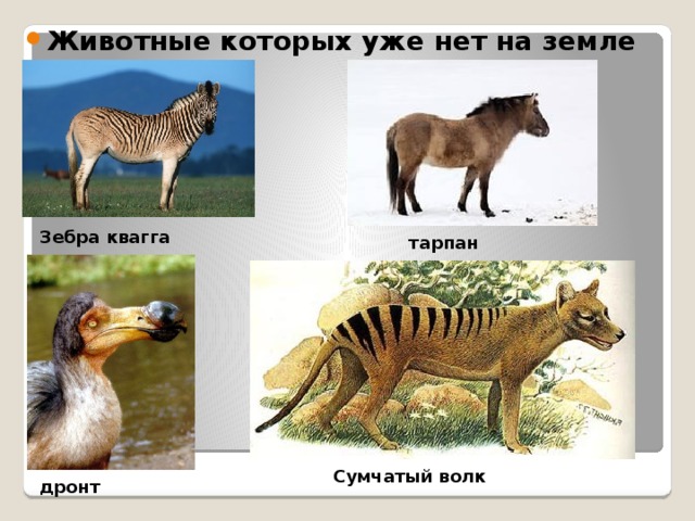 Животные которых уже нет на земле Зебра квагга тарпан . Сумчатый волк дронт 