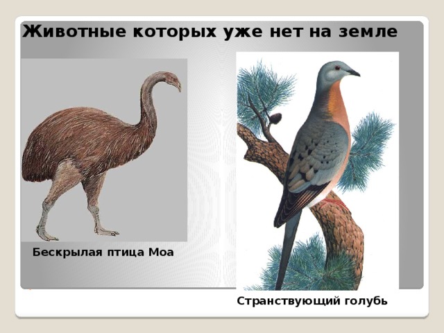 Животные которых уже нет на земле . . Бескрылая птица Моа Странствующий голубь 