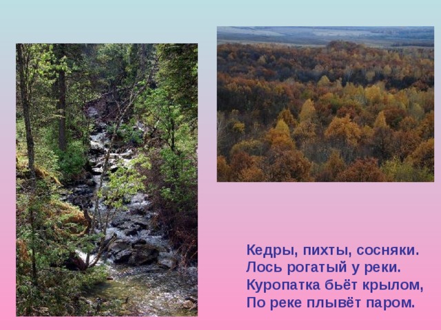 Кедры, пихты, сосняки. Лось рогатый у реки. Куропатка бьёт крылом, По реке плывёт паром. 
