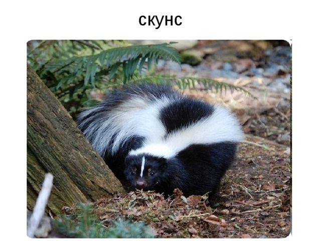 скунс