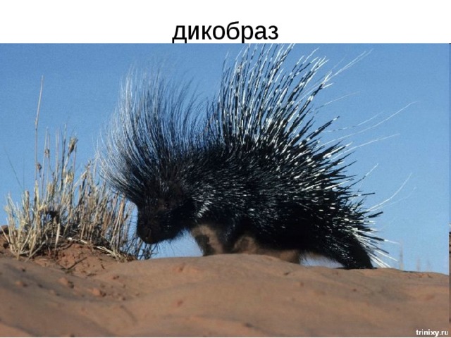 дикобраз