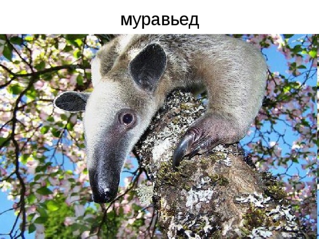 муравьед