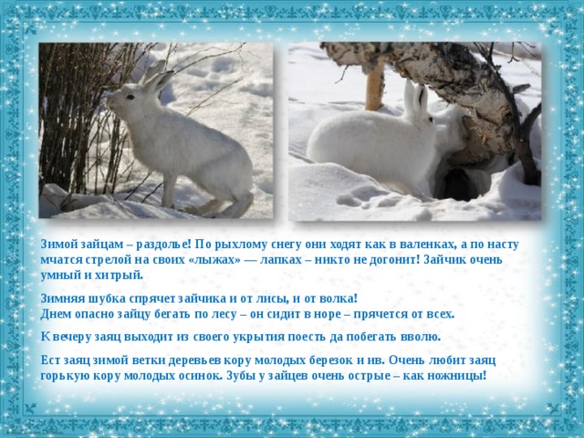 Зимой зайцам – раздолье! По рыхлому снегу они ходят как в валенках, а по насту мчатся стрелой на своих «лыжах» — лапках – никто не догонит! Зайчик очень умный и хитрый. Зимняя шубка спрячет зайчика и от лисы, и от волка! Днем опасно зайцу бегать по лесу – он сидит в норе – прячется от всех. К вечеру заяц выходит из своего укрытия поесть да побегать вволю. Ест заяц зимой ветки деревьев кору молодых березок и ив. Очень любит заяц горькую кору молодых осинок. Зубы у зайцев очень острые – как ножницы! 
