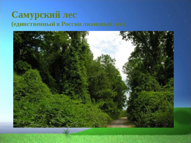 Самурский лес  (единственный в России лиановый лес)