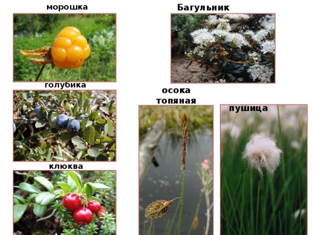 морошка Багульник болотный голубика осока топяная  пушица клюква  