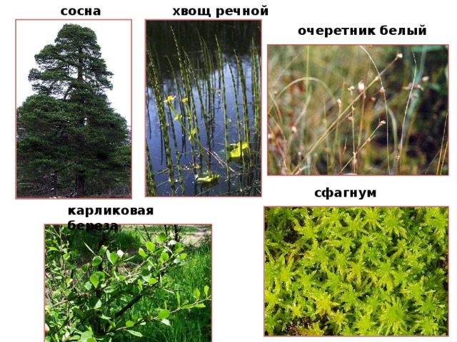 сосна хвощ  речной очеретник белый сфагнум карликовая береза 