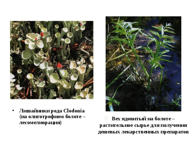 Лишайники рода Clodonia (на олиготрофном болоте – лесомелиорация) Вех ядовитый на болоте – растительное сырье для получения дешевых лекарственных препаратов 
