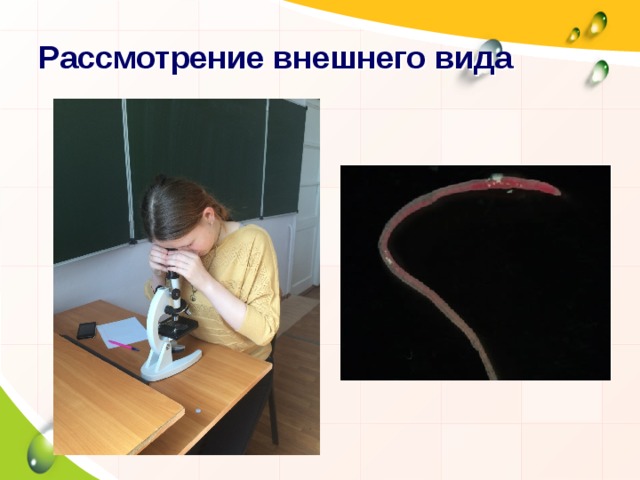 Рассмотрение внешнего вида 