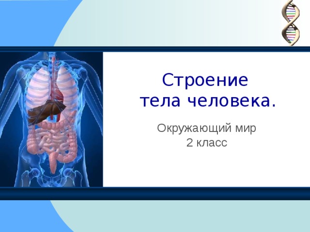 Строение  тела человека. Окружающий мир 2 класс 