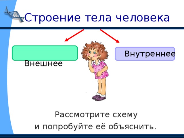  Строение тела человека  Внешнее Внутреннее  Рассмотрите схему и попробуйте её объяснить. 