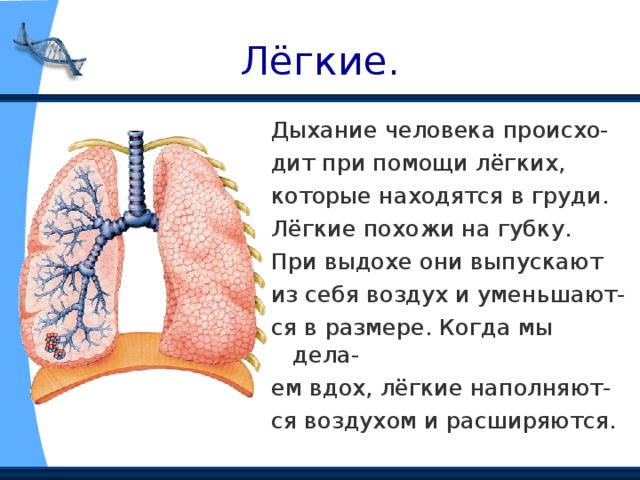 Лёгкие. Дыхание человека происхо- дит при помощи лёгких, которые находятся в груди. Лёгкие похожи на губку. При выдохе они выпускают из себя воздух и уменьшают- ся в размере. Когда мы дела- ем вдох, лёгкие наполняют- ся воздухом и расширяются. 