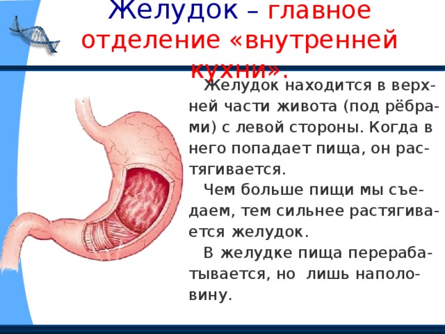 Желудок – главное отделение «внутренней кухни».  Желудок находится в верх- ней части живота (под рёбра- ми) с левой стороны. Когда в него попадает пища, он рас- тягивается.  Чем больше пищи мы съе- даем, тем сильнее растягива- ется желудок.  В желудке пища перераба- тывается, но лишь наполо- вину. 