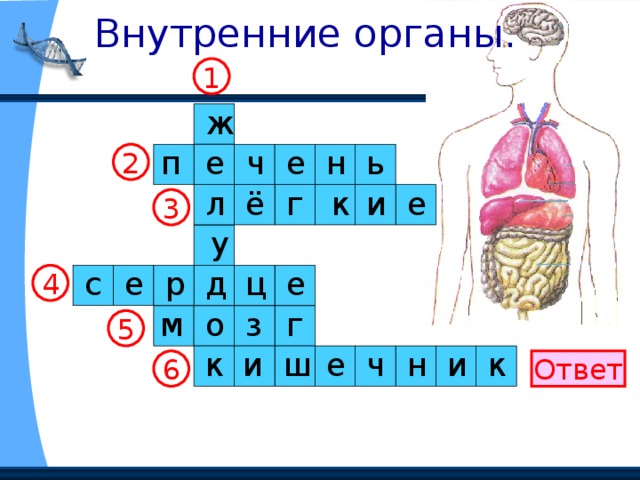  Внутренние органы. 1 ж ь н е ч п е 2 е и к г ё л 3 у р ц д с е е 4 о м з г 5 ч и и ш е н к к 6 Ответ 