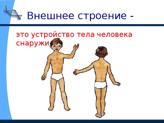 Внешнее строение -  это устройство тела человека снаружи . 