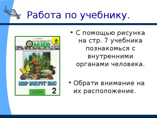 Работа по учебнику. С помощью рисунка на стр. 7 учебника познакомься с внутренними органами человека. Обрати внимание на их расположение. 