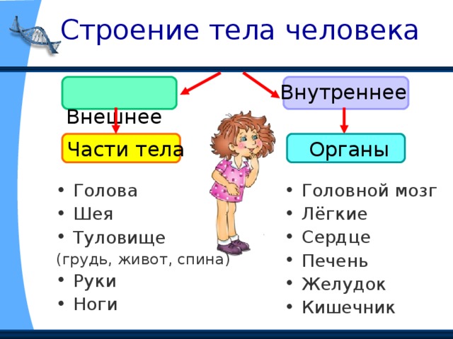  Строение тела человека  Внешнее Внутреннее Органы Части тела Головной мозг Лёгкие Сердце Печень Желудок Кишечник Голова Шея Туловище (грудь, живот, спина) Руки Ноги 