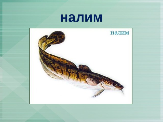 налим
