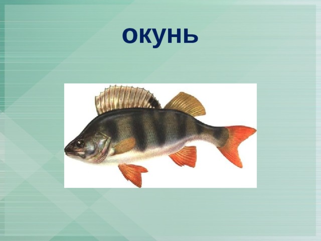 окунь