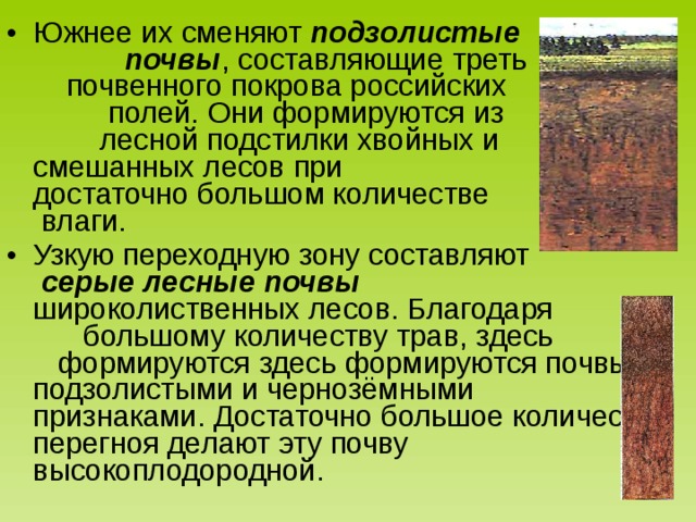 Южнее их сменяют подзолистые почвы , составляющие треть почвенного покрова российских полей. Они формируются из лесной подстилки хвойных и смешанных лесов при достаточно большом количестве влаги. Узкую переходную зону составляют серые лесные почвы широколиственных лесов. Благодаря большому количеству трав, здесь формируются здесь формируются почвы с подзолистыми и чернозёмными признаками. Достаточно большое количество перегноя делают эту почву высокоплодородной. 