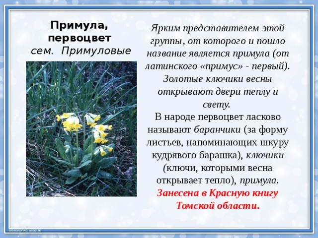 Примула, первоцвет сем. Примуловые Ярким представителем этой группы, от которого и пошло название является примула (от латинского «примус» - первый). Золотые ключики весны открывают двери теплу и свету. В народе первоцвет ласково называют  баранчики  (за форму листьев, напоминающих шкуру кудрявого барашка),  ключики ( ключи, которыми весна открывает тепло),  примула. Занесена в Красную книгу Томской области. 