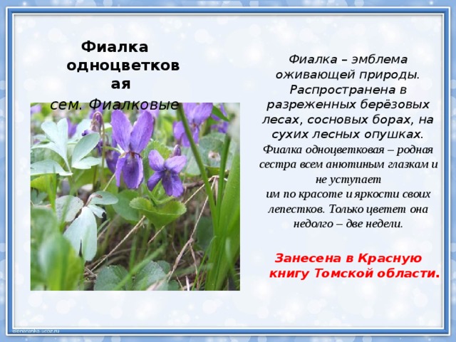 Фиалка одноцветковая сем. Фиалковые Фиалка – эмблема оживающей природы. Распространена в разреженных берёзовых лесах, сосновых борах, на сухих лесных опушках.  Фиалка одноцветковая – родная сестра всем анютиным глазкам и не уступает им по красоте и яркости своих лепестков. Только цветет она недолго – две недели.  Занесена в Красную книгу Томской области.    