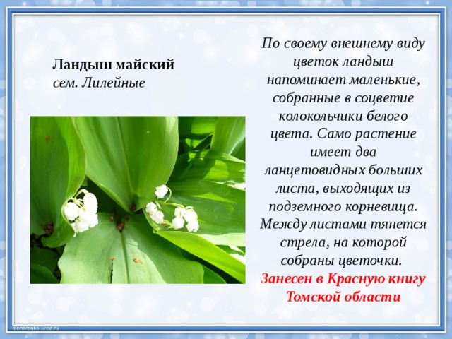 По своему внешнему виду цветок ландыш напоминает маленькие, собранные в соцветие колокольчики белого цвета. Само растение имеет два ланцетовидных больших листа, выходящих из подземного корневища. Между листами тянется стрела, на которой собраны цветочки. Занесен в Красную книгу Томской области Ландыш майский сем. Лилейные 