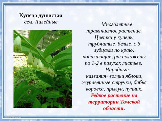 Купена душистая сем. Лилейные  Многолетнее травянистое растение. Цветки у купены трубчатые, белые, с 6 зубцами по краю, поникающие, расположены по 1-2 в пазухах листьев.  Народные названия- волчьи яблоки, журавлиные стручки, бабья коровка, прыгун, пупник. Редкое растение на территории Томской области. 