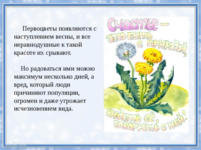  Первоцветы появляются с наступлением весны, и все неравнодушные к такой красоте их срывают.  Но радоваться ими можно максимум несколько дней, а вред, который люди причиняют популяции, огромен и даже угрожает исчезновением вида. 