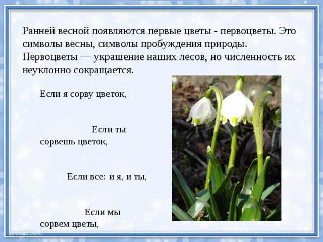 Ранней весной появляются первые цветы - первоцветы. Это символы весны, символы пробуждения природы. Первоцветы — украшение наших лесов, но численность их неуклонно сокращается. Если я сорву цветок,  Если ты сорвешь цветок,  Если все: и я, и ты,  Если мы сорвем цветы,  Опустеют все поляны,  И не будет красоты. 
