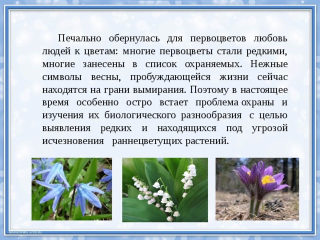 Печально обернулась для первоцветов любовь людей к цветам: многие первоцветы стали редкими, многие занесены в список охраняемых. Нежные символы весны, пробуждающейся жизни сейчас находятся на грани вымирания. Поэтому в настоящее время особенно остро встает проблема охраны и изучения их биологического разнообразия  с целью выявления редких и находящихся под угрозой исчезновения  раннецветущих растений. 