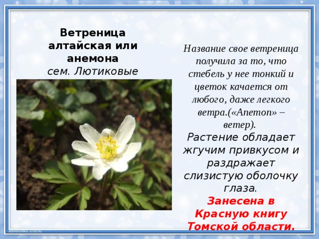 Ветреница алтайская или анемона сем. Лютиковые  Название свое ветреница получила за то, что стебель у нее тонкий и цветок качается от любого, даже легкого ветра.(«Anemon» – ветер). Растение обладает жгучим привкусом и раздражает слизистую оболочку глаза. Занесена в Красную книгу Томской области. 