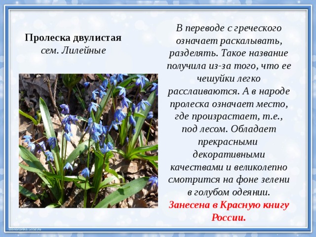 В переводе с греческого означает раскалывать, разделять. Такое название получила из-за того, что ее чешуйки легко расслаиваются. А в народе пролеска означает место, где произрастает, т.е., под лесом. Обладает прекрасными декоративными качествами и великолепно смотрится на фоне зелени в голубом одеянии. Занесена в Красную книгу России. Пролеска двулистая сем. Лилейные 