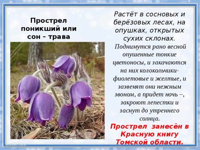 Растёт в сосновых и берёзовых лесах, на опушках, открытых сухих склонах.   Поднимутся рано весной опушенные тонкие цветоносы, и закачаются на них колокольчики- фиолетовые и желтые, и зазвенят они нежным звоном, а придет ночь –, закроют лепестки и заснут до утреннего солнца. Прострел занесён в Красную книгу Томской области. Прострел поникший или сон – трава сем. Лютиковые 