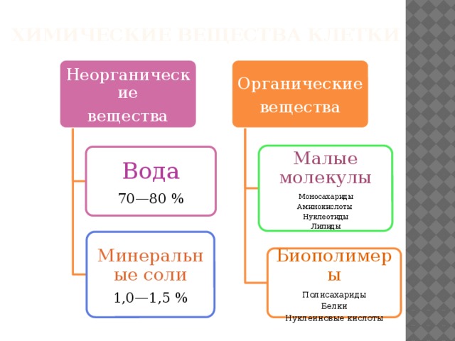 Химические вещества клетки Органические Неорганические вещества вещества Малые молекулы Моносахариды Аминокислоты Нуклеотиды Липиды Вода 70—80 % Минеральные соли 1,0—1,5 % Биополимеры Полисахариды Белки Нуклеиновые кислоты 