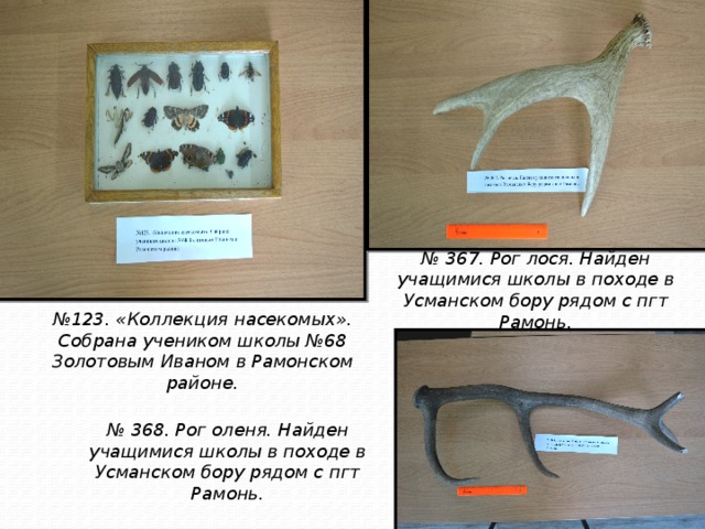 № 367. Рог лося. Найден учащимися школы в походе в Усманском бору рядом с пгт Рамонь. № 123. «Коллекция насекомых». Собрана учеником школы №68 Золотовым Иваном в Рамонском районе. № 368. Рог оленя. Найден учащимися школы в походе в Усманском бору рядом с пгт Рамонь. 