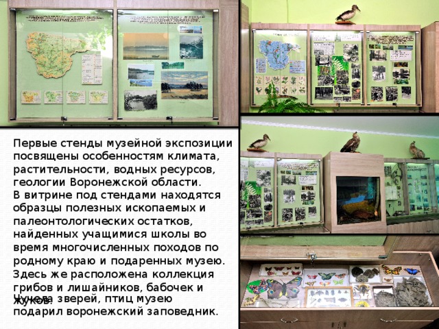 Первые стенды музейной экспозиции посвящены особенностям климата, растительности, водных ресурсов, геологии Воронежской области. В витрине под стендами находятся образцы полезных ископаемых и палеонтологических остатков, найденных учащимися школы во время многочисленных походов по родному краю и подаренных музею. Здесь же расположена коллекция грибов и лишайников, бабочек и жуков. Чучела зверей, птиц музею подарил воронежский заповедник. 