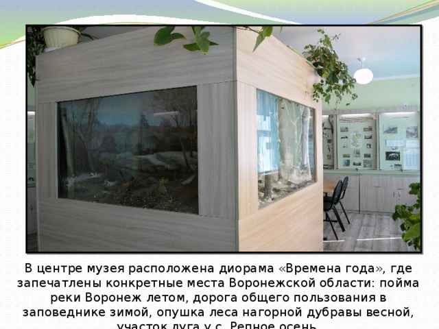 В центре музея расположена диорама «Времена года», где запечатлены конкретные места Воронежской области: пойма реки Воронеж летом, дорога общего пользования в заповеднике зимой, опушка леса нагорной дубравы весной, участок луга у с. Репное осень. 