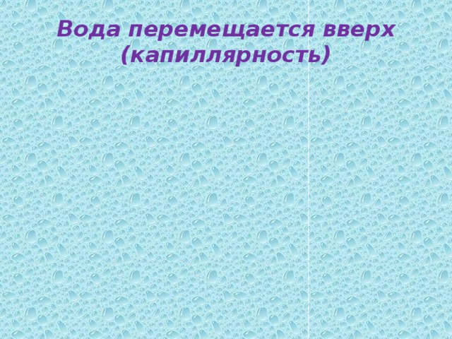 Вода перемещается вверх  (капиллярность) 