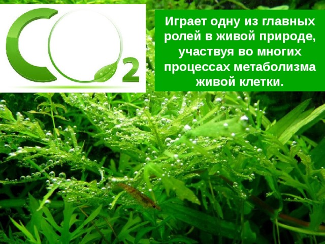 Играет одну из главных ролей в живой природе, участвуя во многих процессах метаболизма живой клетки. 