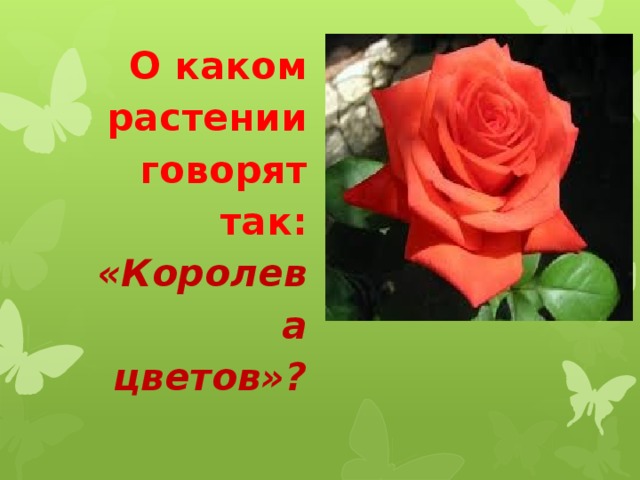 О каком растении говорят так: «Королева цветов»?       