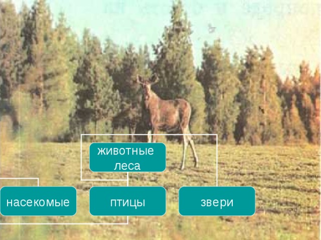 животные леса насекомые птицы звери 