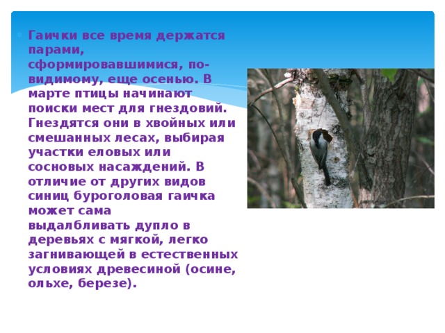 Гаички все время держатся парами, сформировавшимися, по-видимому, еще осенью. В марте птицы начинают поиски мест для гнездовий. Гнездятся они в хвойных или смешанных лесах, выбирая участки еловых или сосновых насаждений. В отличие от других видов синиц буроголовая гаичка может сама выдалбливать дупло в деревьях с мягкой, легко загнивающей в естественных условиях древесиной (осине, ольхе, березе).  