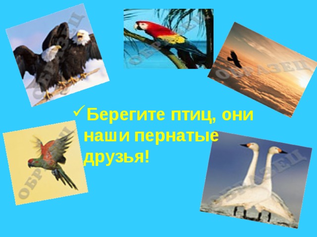 Берегите птиц, они наши пернатые друзья!  